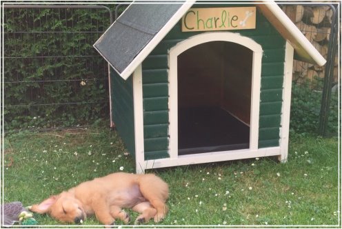 charlie-in-seinem-zuhause